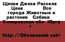 Щенки Джека Рассела › Цена ­ 10 000 - Все города Животные и растения » Собаки   . Кемеровская обл.,Юрга г.